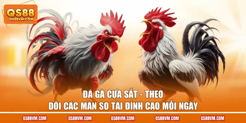 Đá Gà Cựa Sắt - Theo Dõi Các Màn So Tài Đỉnh Cao Mỗi Ngày