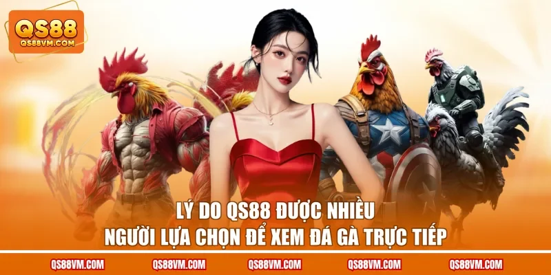 Lý do QS88 được nhiều người lựa chọn để xem đá gà trực tiếp